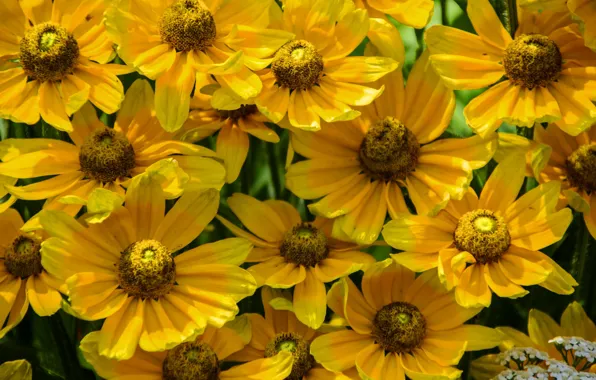 Macro, petals, Rudbeckia