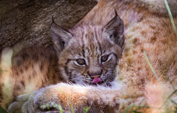Picture language, cub, lynx, face, lynx, mom, a small lynx