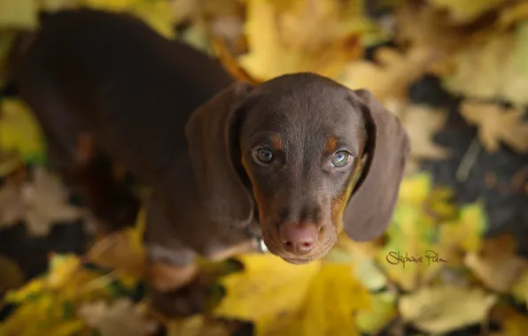 Picture autumn, look, nature, each, dog