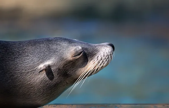 Picture nature, background, seal