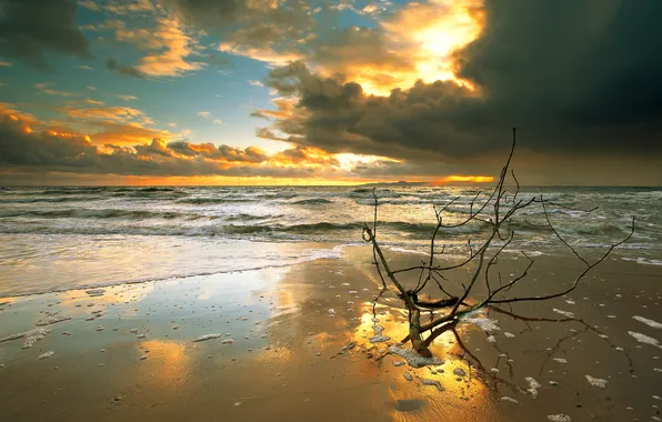 Picture sea, beach, sunset, clouds, branch
