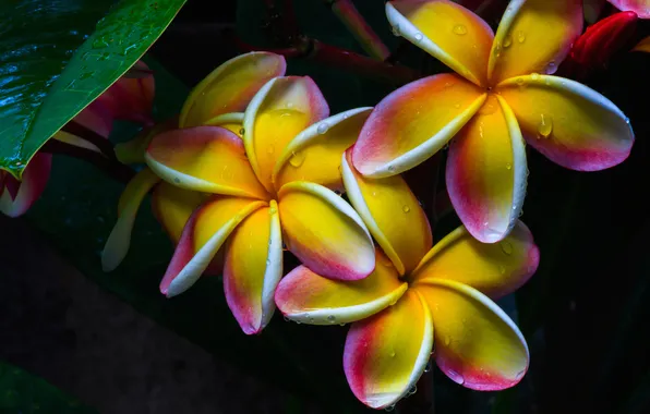 Water, drops, trees, branches, nature, Rosa, petals, plumeria