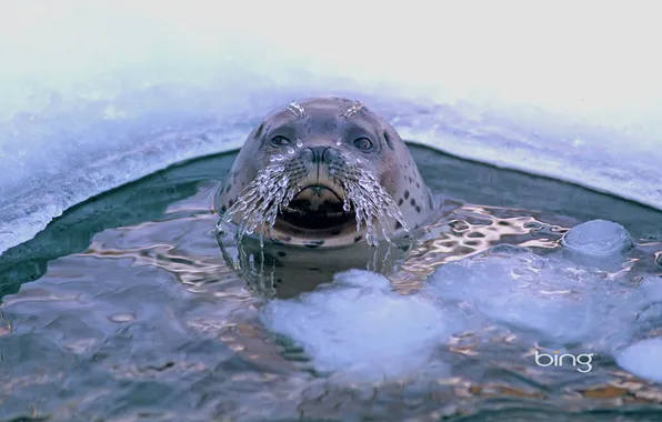 Ice, mustache, seal, the hole
