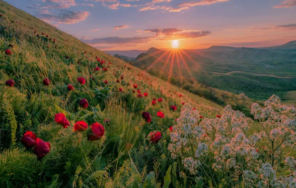 Picture the sun, rays, landscape, sunset, flowers, nature, hills, grass