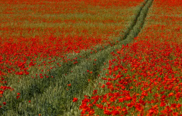Road, wheat, flowers, Maki, red, track, ears, cereals