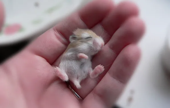 Hand, small, mouse, baby, beige, hamster