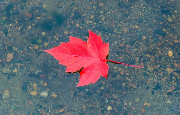 Water, red, pebbles, puddle, autumn leaf