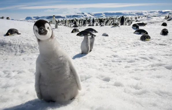 Look, snow, penguin, curiosity
