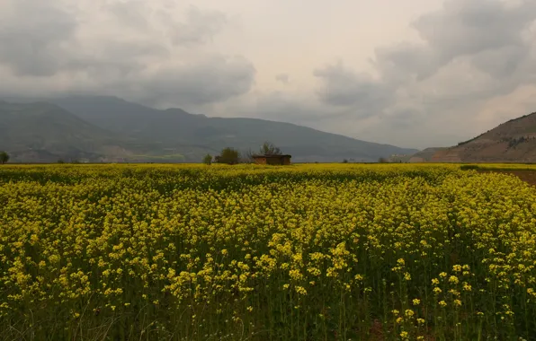 Summer, clouds, flowers, mountains, clouds, fog, overcast, hills