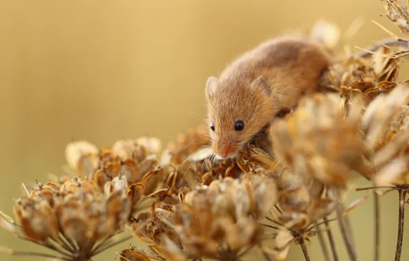 Flowers, plant, mouse, dry, red, vole