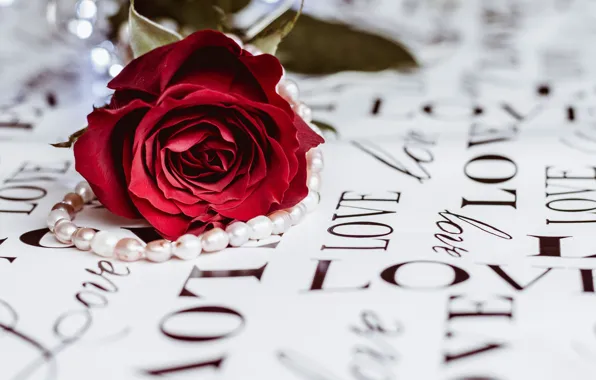 Macro, flowers, roses, beads, buds