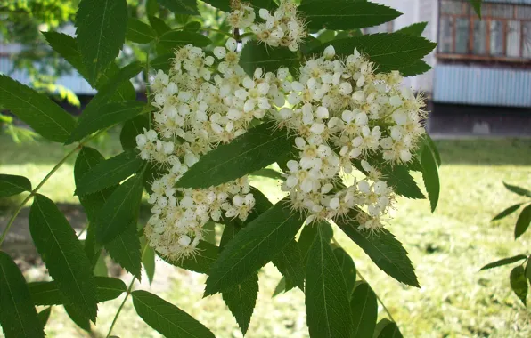 Flowers, white flowers, Rowan, blooming branch