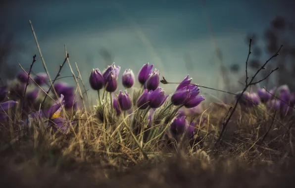 Flowers, spring, lilac, cross