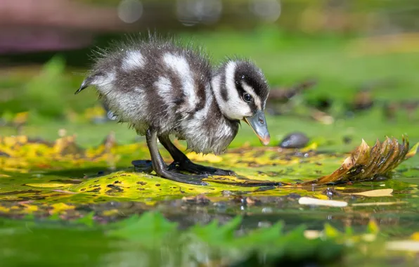 Picture leaves, water, bird, duck, duck, chick, bokeh