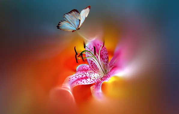 Picture flower, butterfly, paint, styling, beautiful, bright, motley, Josep Sumalla