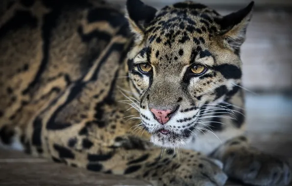 Face, predator, lies, wild cat, clouded leopard