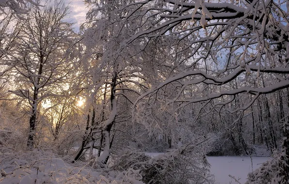 Winter, forest, snow