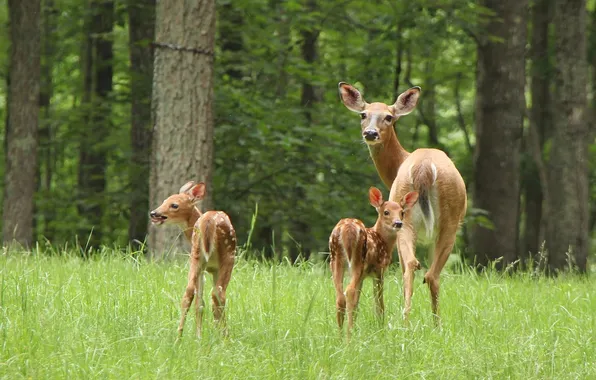 Forest, deer, motherhood, cubs, calves