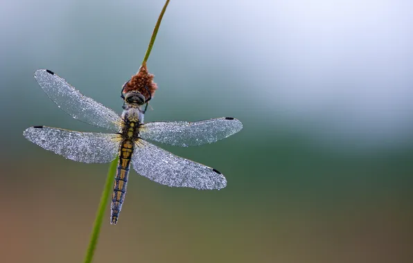 Droplets, Rosa, dragonfly, a blade of grass