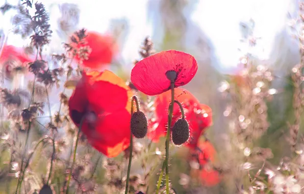 Macro, flowers, Maki, petals, meadow