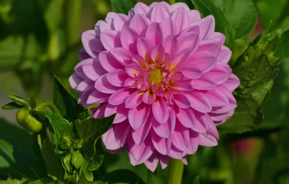 Leaves, macro, flowers, petals, garden, pink, buds, green background