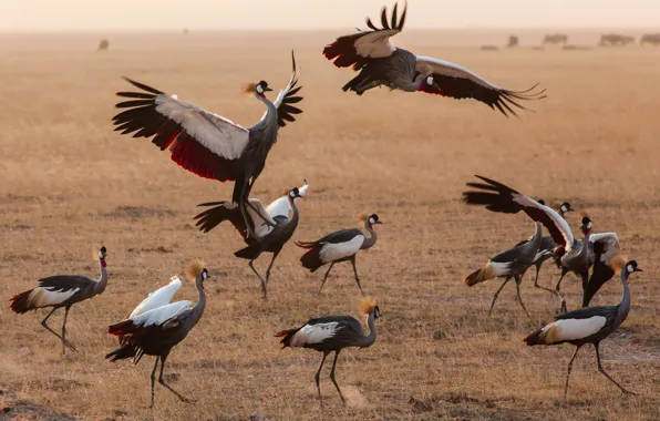 Birds, pack, Kenya