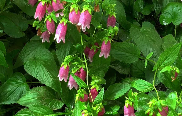 Flowers, bell, July