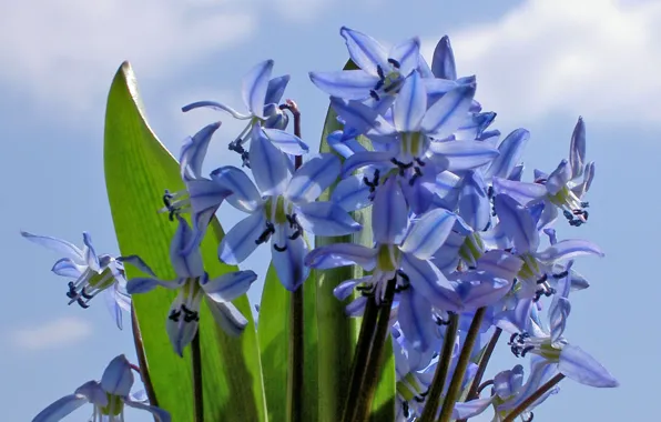 Picture the sky, nature, sheet, petals