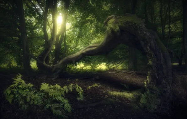 Forest, light, trees, branches, tree, trunks, glade, foliage