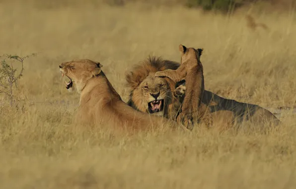 Leo, baby, family, mouth, grin, three, lions, lioness