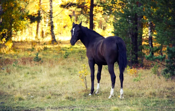 Picture autumn, animals, sunset, horse, the evening