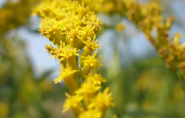 Macro, field, small