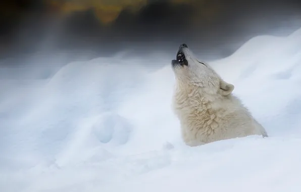 Picture winter, snow, wolf, Polar wolf