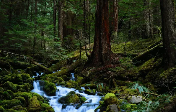 Picture forest, trees, nature, stream, stones, moss