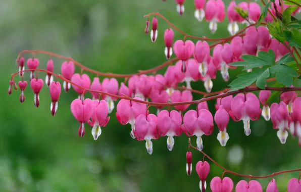 Picture macro, pink, broken heart, the bleeding heart