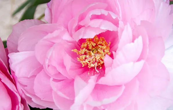 Macro, pink, petals, peony
