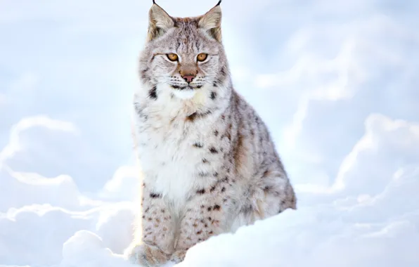 Picture winter, blur, lynx, wild cat, animals, nature, bokeh, lynx