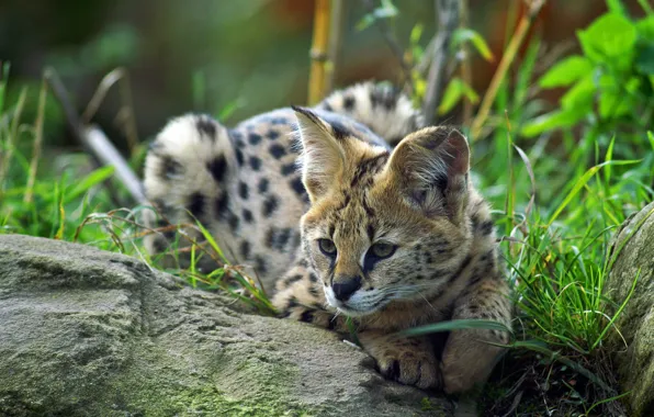 Stone, lies, Serval