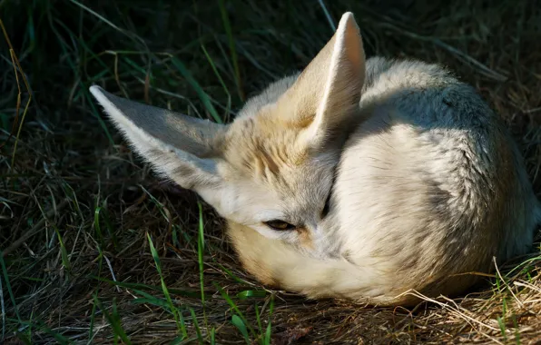 Grass, look, face, pose, stay, Fox, lies, ears