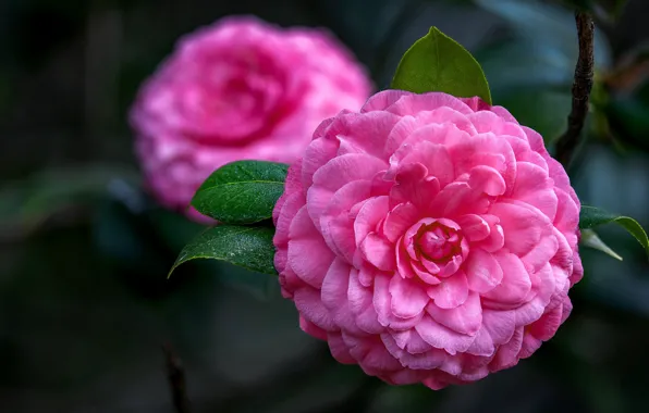 Leaves, drops, macro, flowers, branch, pink, flowering, bokeh