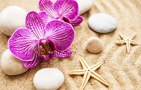 Sand, flowers, stones, Orchid, pink, flowers, sand, orchid