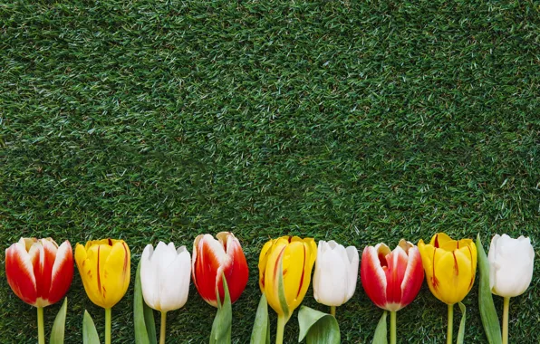 Grass, flowers, spring, colorful, Easter, tulips, flowers, tulips