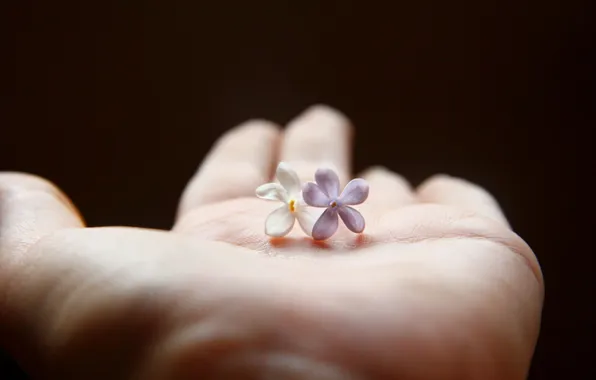 Macro, hands, petals