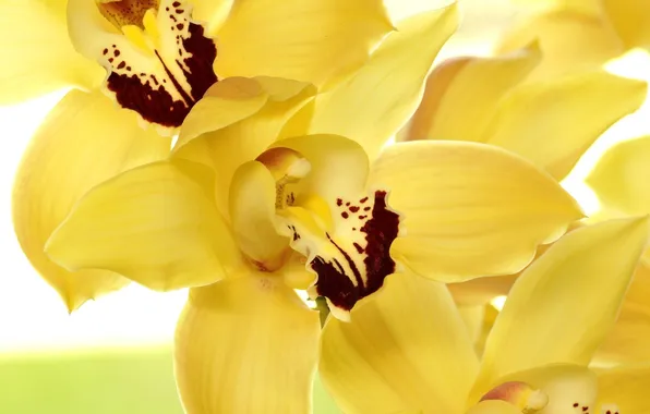 Picture flowers, yellow, petals, orchids