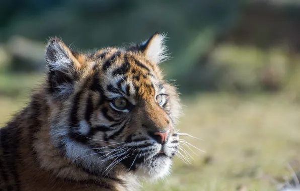 Look, cub, tiger, Sumatran tiger