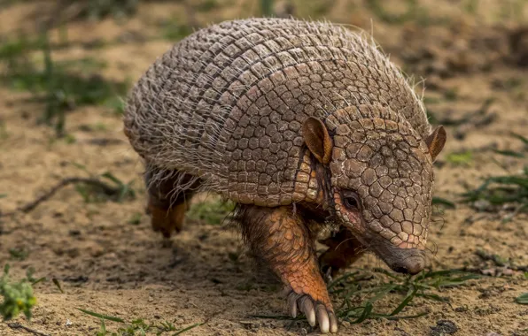 Animal, animal, battleship