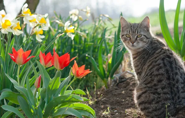 Picture cat, spring, Tulip, parks, gardens, Narcissus