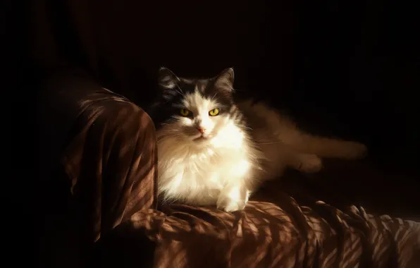 Cat, cat, look, light, pose, the dark background, sofa, black and white