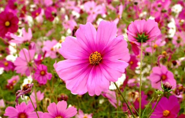 Picture field, macro, petals, meadow, kosmeya