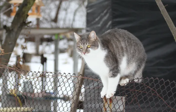 Picture winter, cat, cat